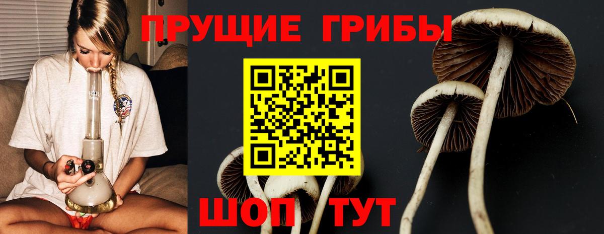 Галлюциногенные грибы Psilocybine cubensis  Зима 